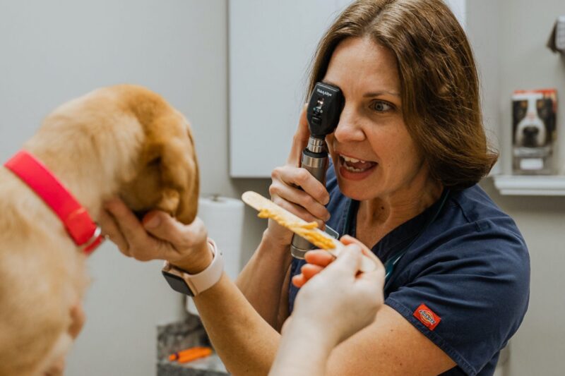 Services Academy Animal Care