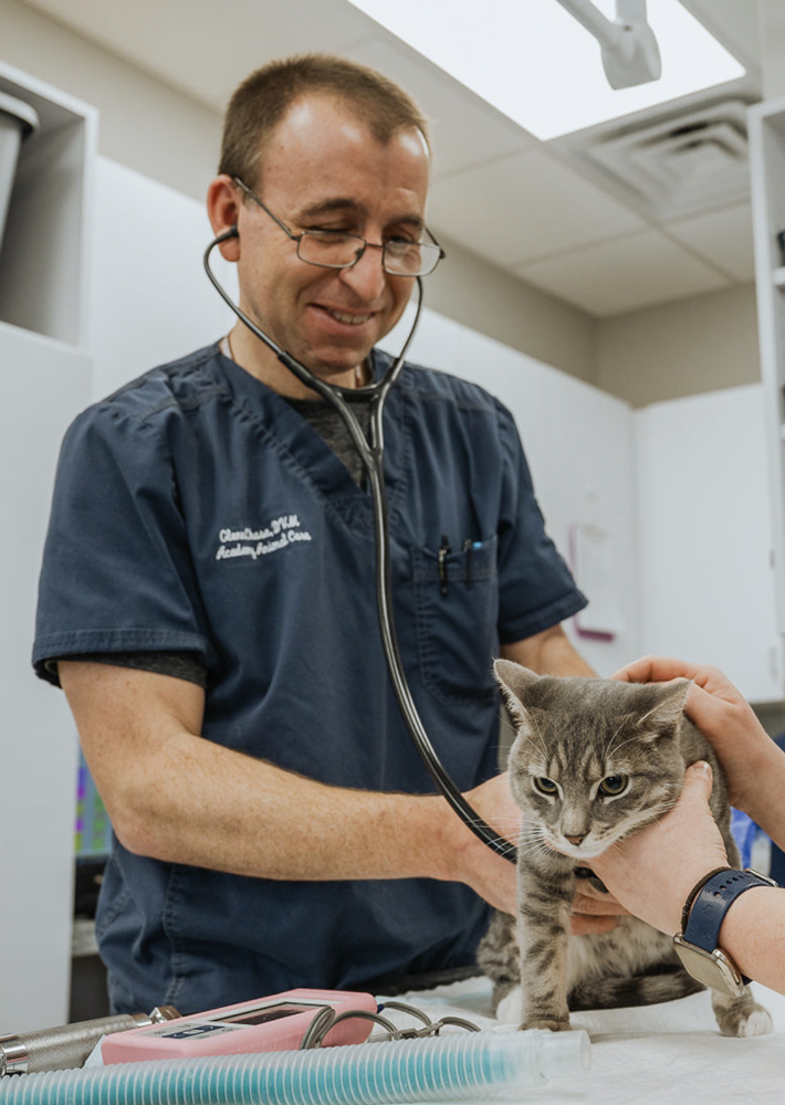 Cat Exam with Dr. Glenn Chase