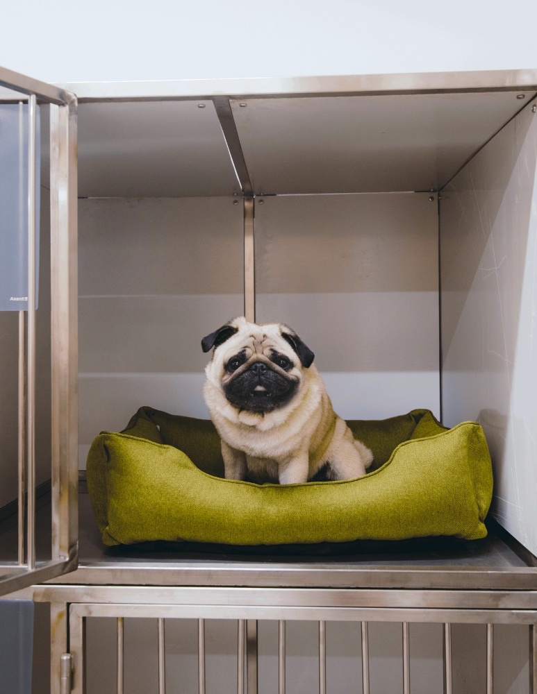 Pug for Dog Boarding Stay